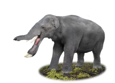20170717103509!Platybelodon