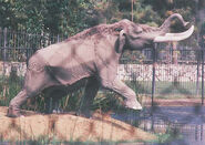 American Mastodon in La Brea Tar Pits