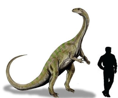 Massospondylus.jpg