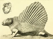 Gilmoredimetrodon