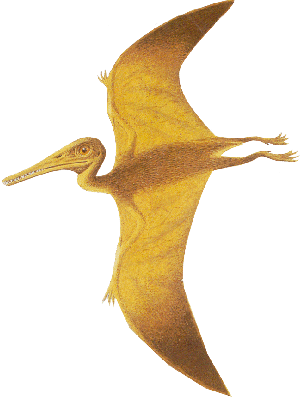 Pterodactyloidea - Wikipedia