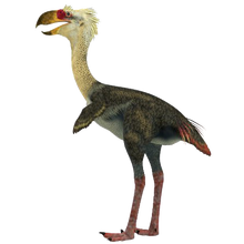 Phorusrhacos the Terror Bird