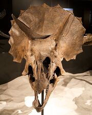 Triceratops skull frills