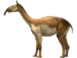 Macrauchenia