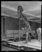 AMNH t-rex mount 1960s