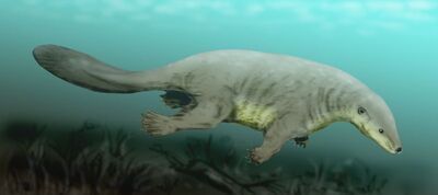 Castorocauda.jpg
