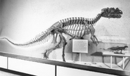 Smithsonian Ceratosaurus 60s