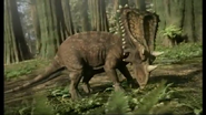 Chasmosaurus 1