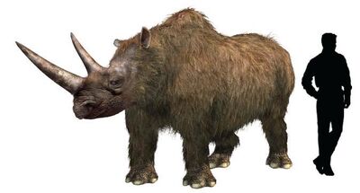 Coelodonta antiquaitatis.jpg