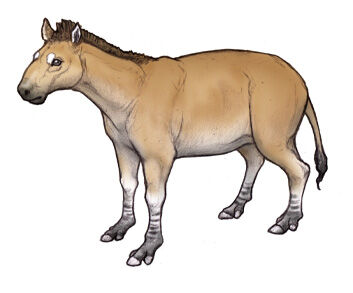 Mesohippus.jpg