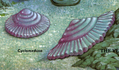 Cyclomedusa.jpg
