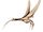 Eudimorphodon