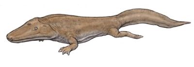 Cyclotosaurus