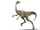 Gallimimus