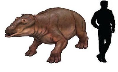 Paleoparadoxia.jpg