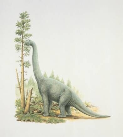 Lapparentosaurus.jpg