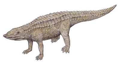 Aetosaurus