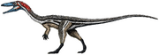 Reconstruction of Coelophysis bauri