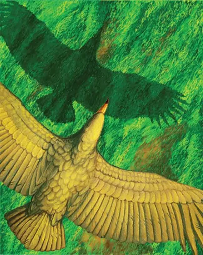 esqueleto de argentavis magnificens