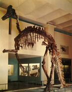 Corythosaurus-skeleton-postcard-785x1000