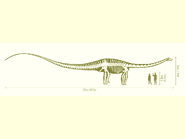 Diplodocus compared to human