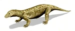 Procynosuchus BW.jpg (27 kB)
