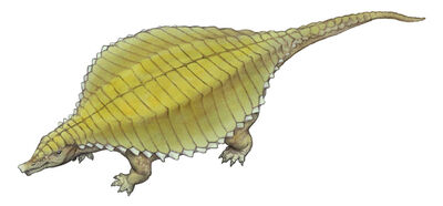 Paratypothorax