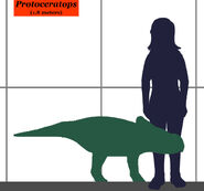 Protoceratops-human size