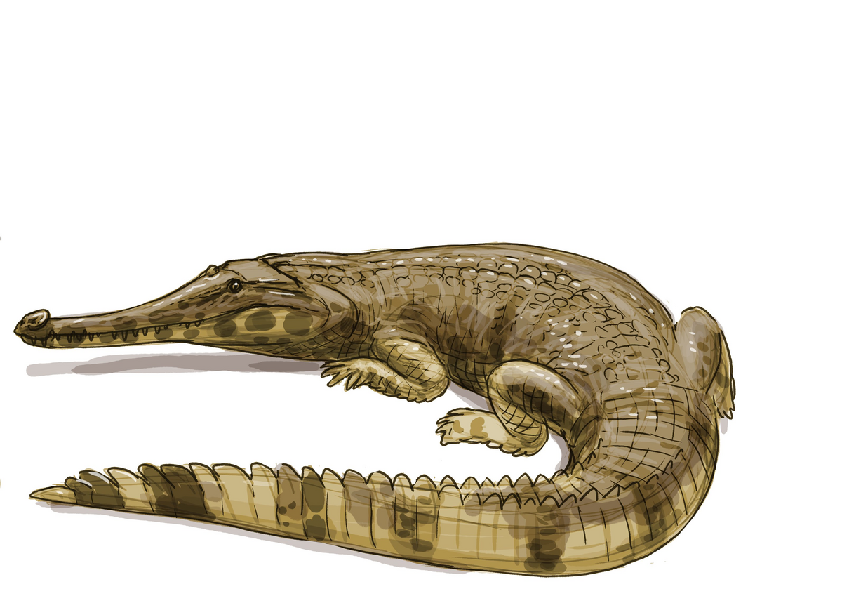 Hanyusuchus | Dinosaur Wiki | Fandom