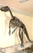Edmontosaurus-skeleton