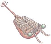 Sarotorocercus.jpg