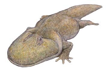 Spathicephalus.jpg