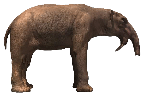 Deinotherium was a large prehistoric relative of modern-day elephants that  appeared in the Middle Miocene and…