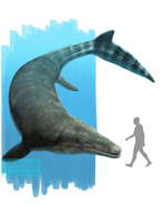 Reconstruction of Mosasaurus hoffmanni size