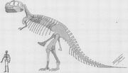 Tyrannosaurus skeleton