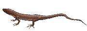 Paramacellodus.gif