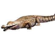 Dckg6s9-018065a3-e2e7-4899-bbd7-d57dce64f48d.png