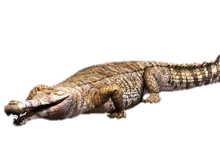 giant prehistoric crocodile