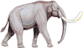 Mammuthus trogontherii122DB.png
