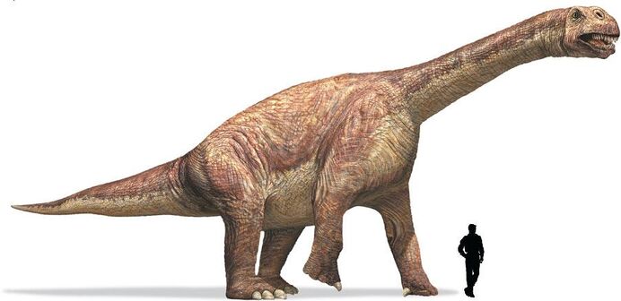 Camarasaurus