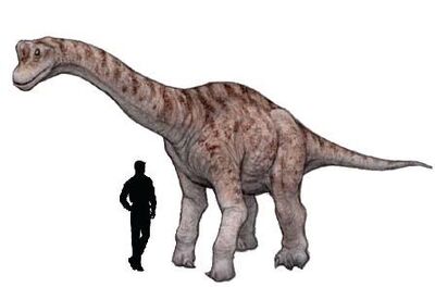 Europasaurus