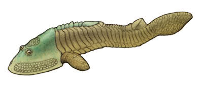 Hemicyclaspis.jpg