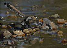 Zhenyuanlong life restoration.jpg