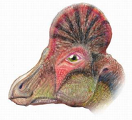 Corythosaurus casuarius head