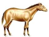 Hypohippus