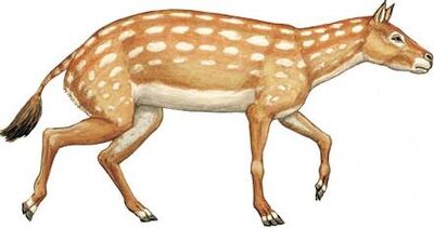 Hyracotherium