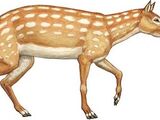 Eohippus
