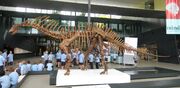 Amargasaurus skeleton