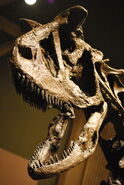 Carnotaurus Skull