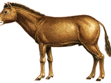 Miohippus